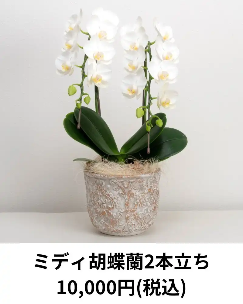 よしよし！ゆりと胡蝶蘭(夏のバカンス！) よしよし！ゆりと胡蝶蘭(夏のバカンス！) よしよし様専用！ゆり