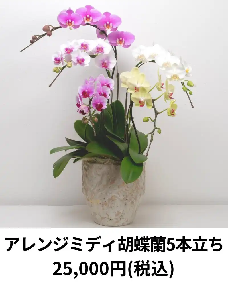 よしよし！ゆりと胡蝶蘭(夏のバカンス！) よしよし！ゆりと胡蝶蘭(夏のバカンス！) お祝いに贈りたいお花