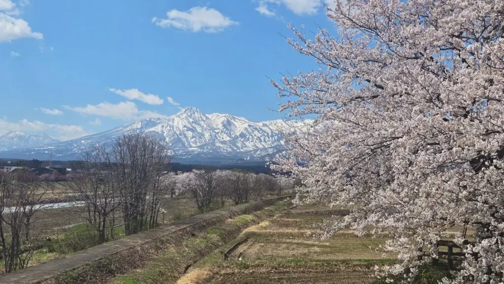 今年も桜の季節がやってきました