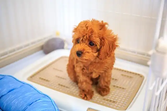 パピー