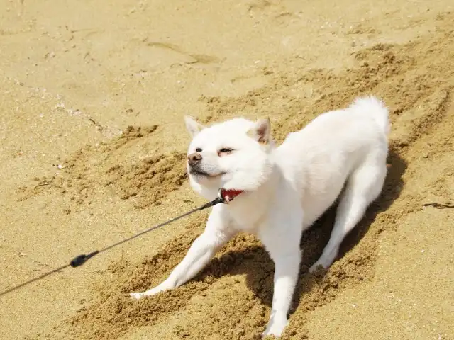 お散歩