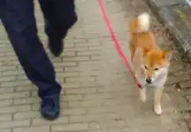 柴犬 ゆずちゃん